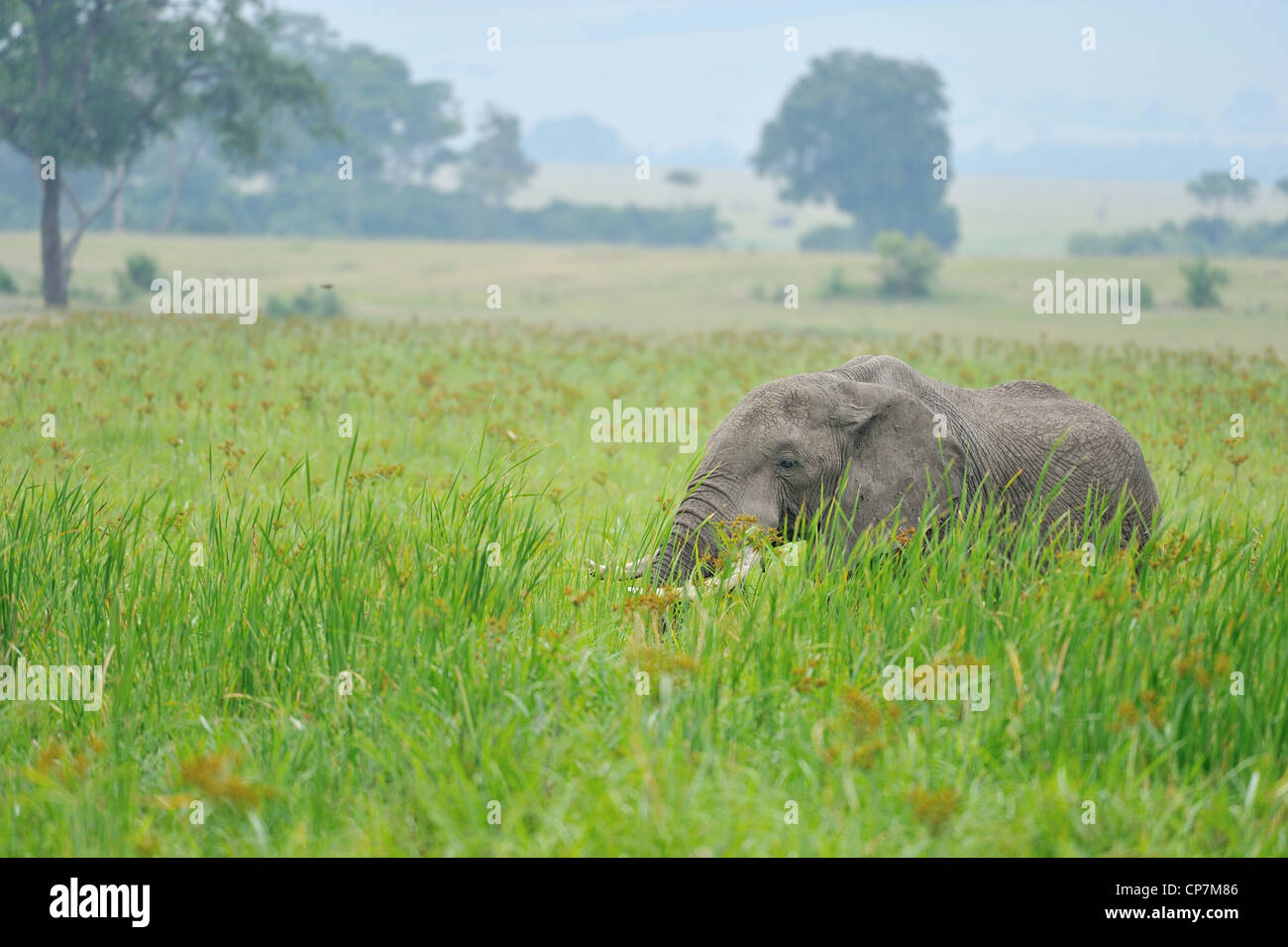 Afrikanischen Bush Elefanten - Savanne Elefanten - Bush Elefant (Loxodonta Africana) Weiden in einem Sumpf in Masai Mara Stockfoto