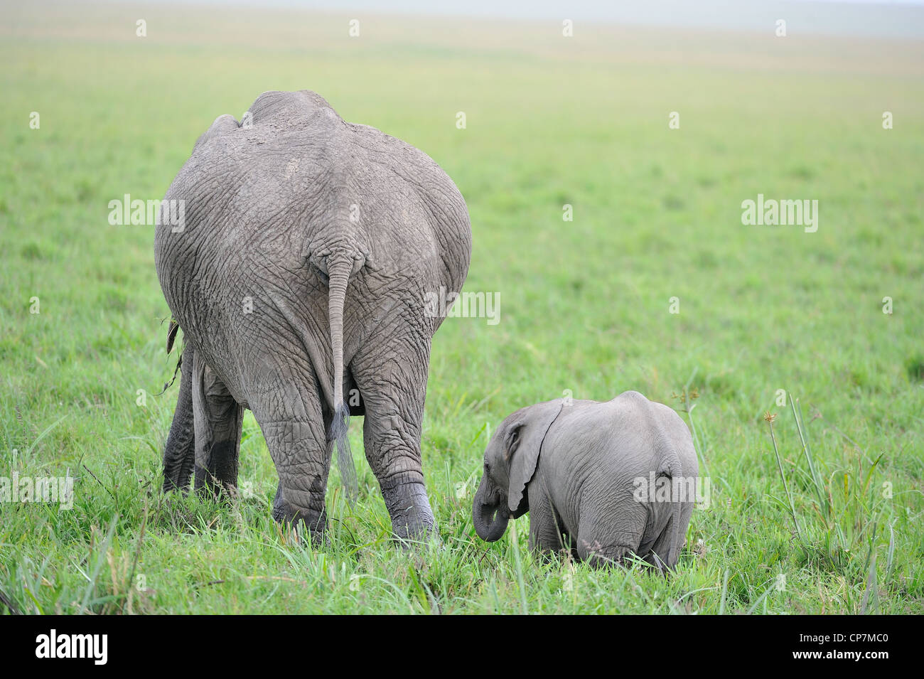 Afrikanischer Bush Elefant - Savanne Elefanten - Bush Elefant (Loxodonta Africana) Mutter & Kalb Beweidung in einem Sumpf in Masai Mara Stockfoto