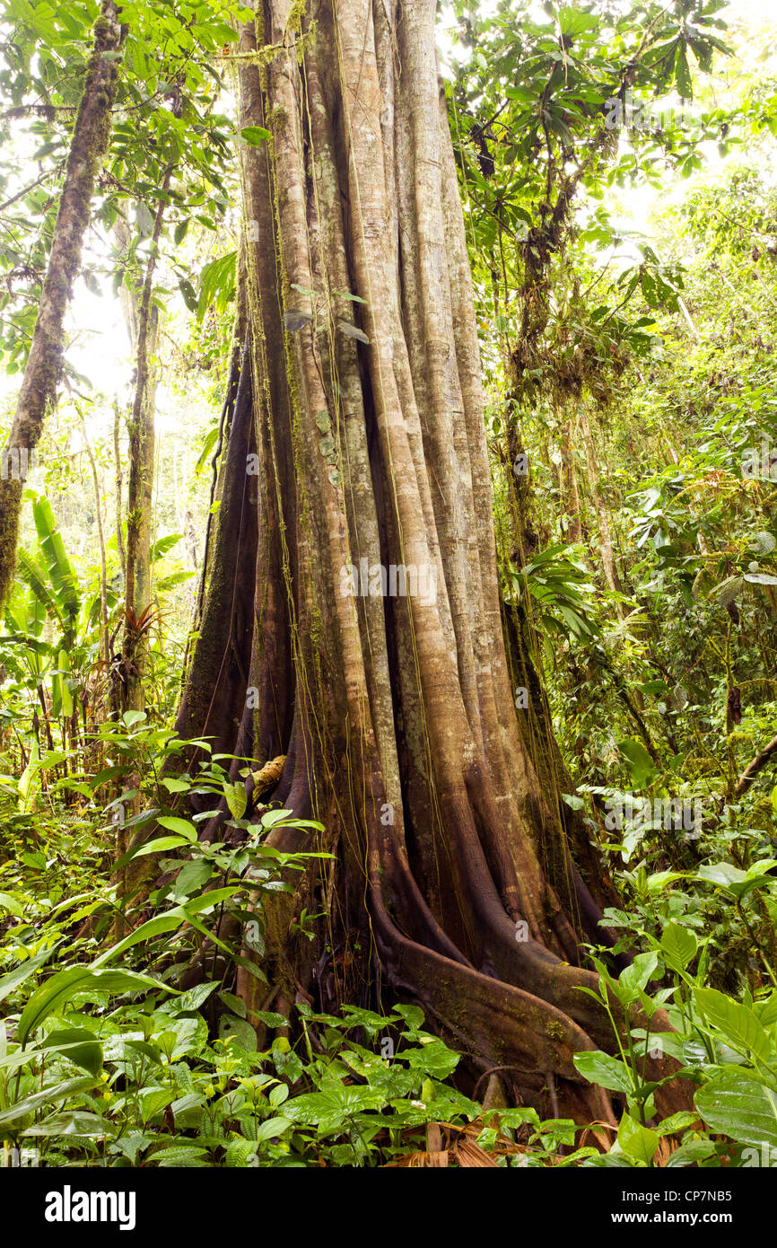 Regenwald-Riese. Ein außergewöhnlich großer Baum im tropischen Regenwald an der pazifischen Küste von Ecuador. Stockfoto