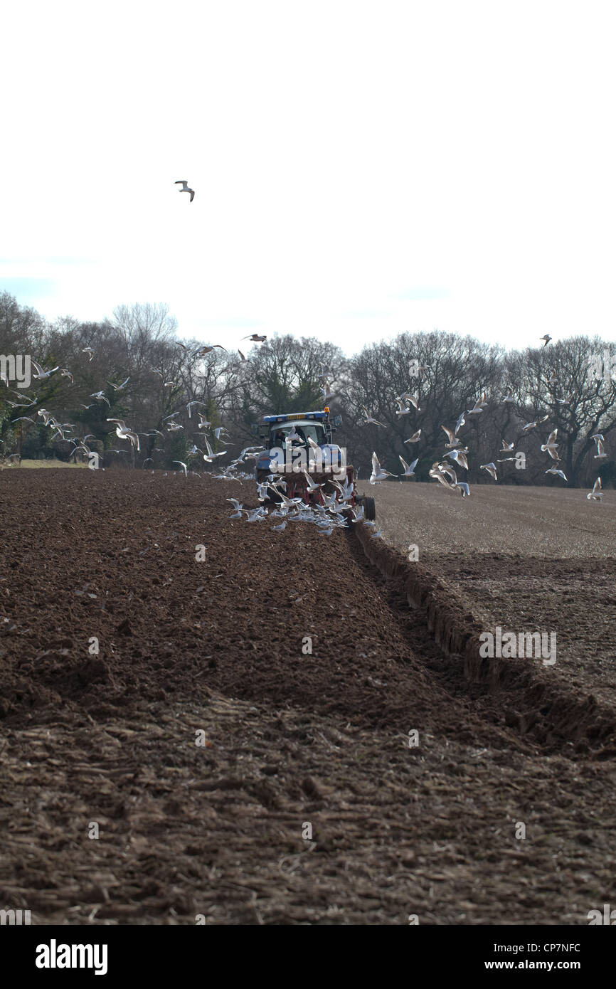Lachmöwen (Larus Ridibunda), nach Traktor gezogenen Pflug. Ingham, Norfolk. Boden vorbereiten für eine Ernte von Zuckerrüben. Stockfoto