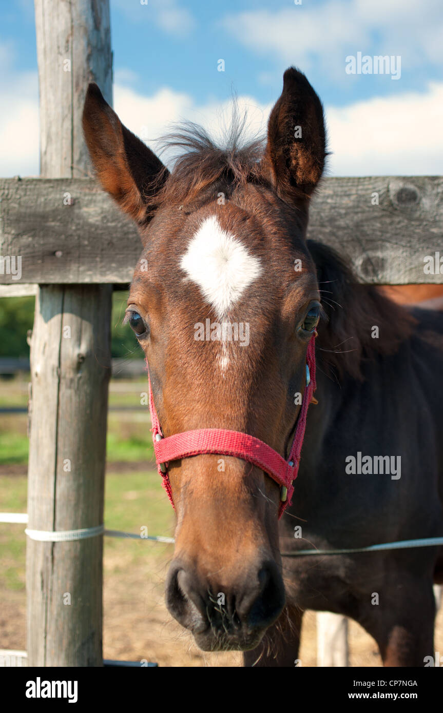 Junges Pferd closeup Stockfoto