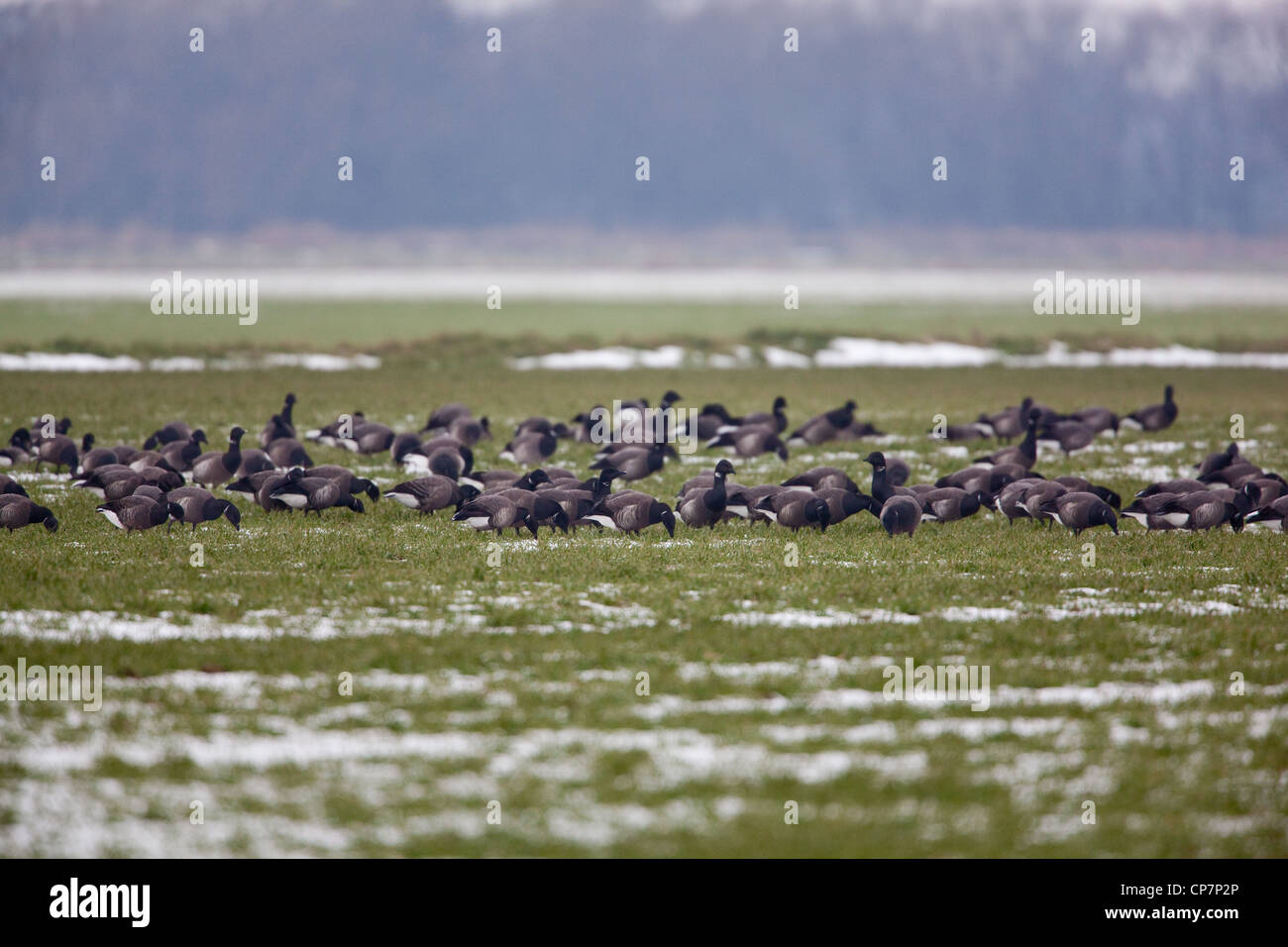 Russische oder dunkel-bellied Brent (Branta Bernicla Bernicla). Überwinternde Herde. Fütterung im Winter ausgesät Getreide Feld nach Schnee Stockfoto