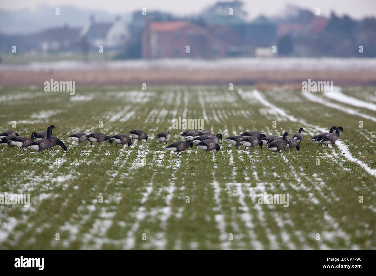 Russische oder dunkel-bellied Brent (Branta Bernicla Bernicla). Überwinternde Herde. Fütterung im Winter ausgesät Getreide Feld nach Schnee Stockfoto