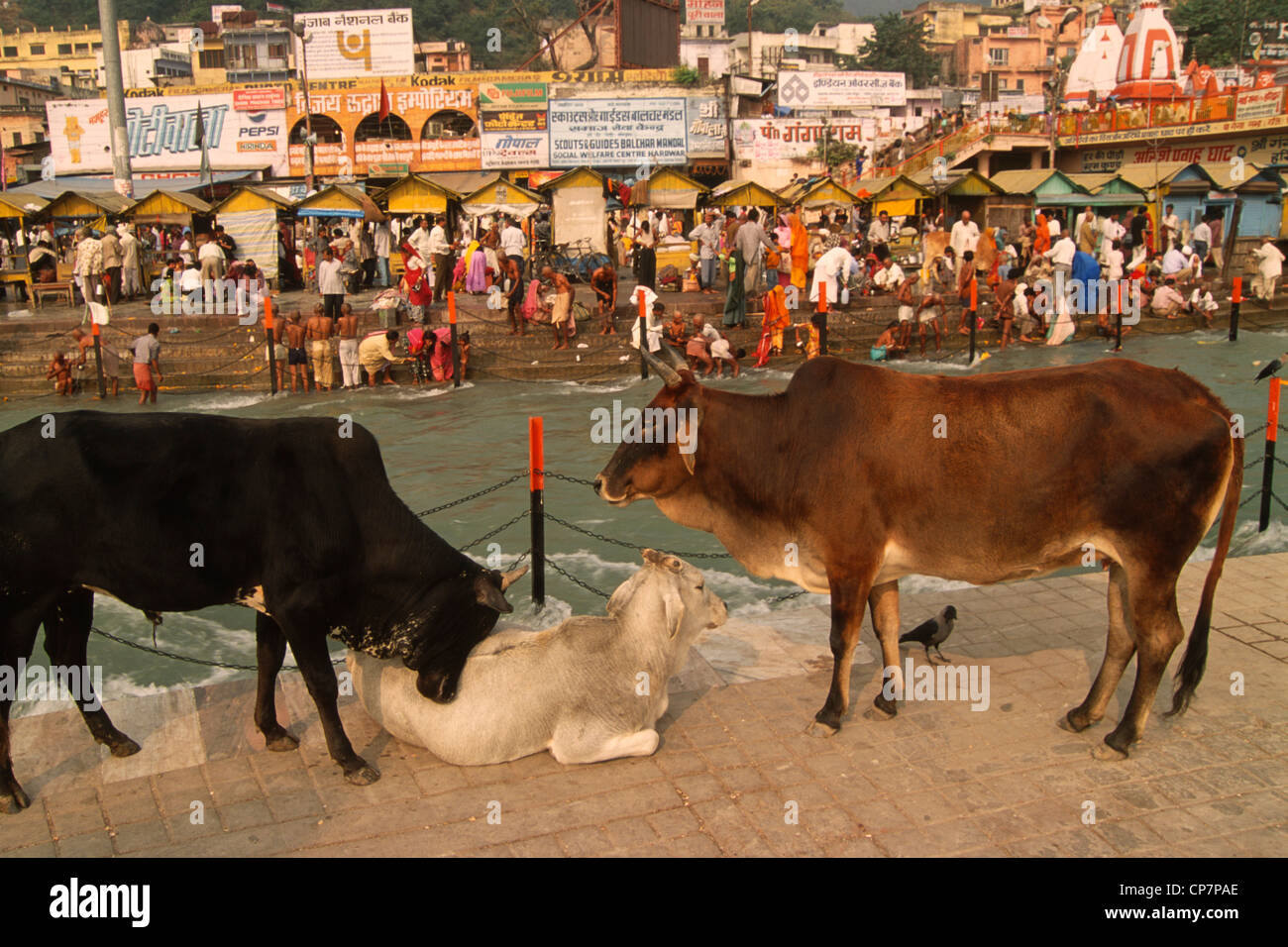 Indien; Uttaranchal, Haridwar, Har Ki Pairi Ghat, heilige Kühe, Stockfoto