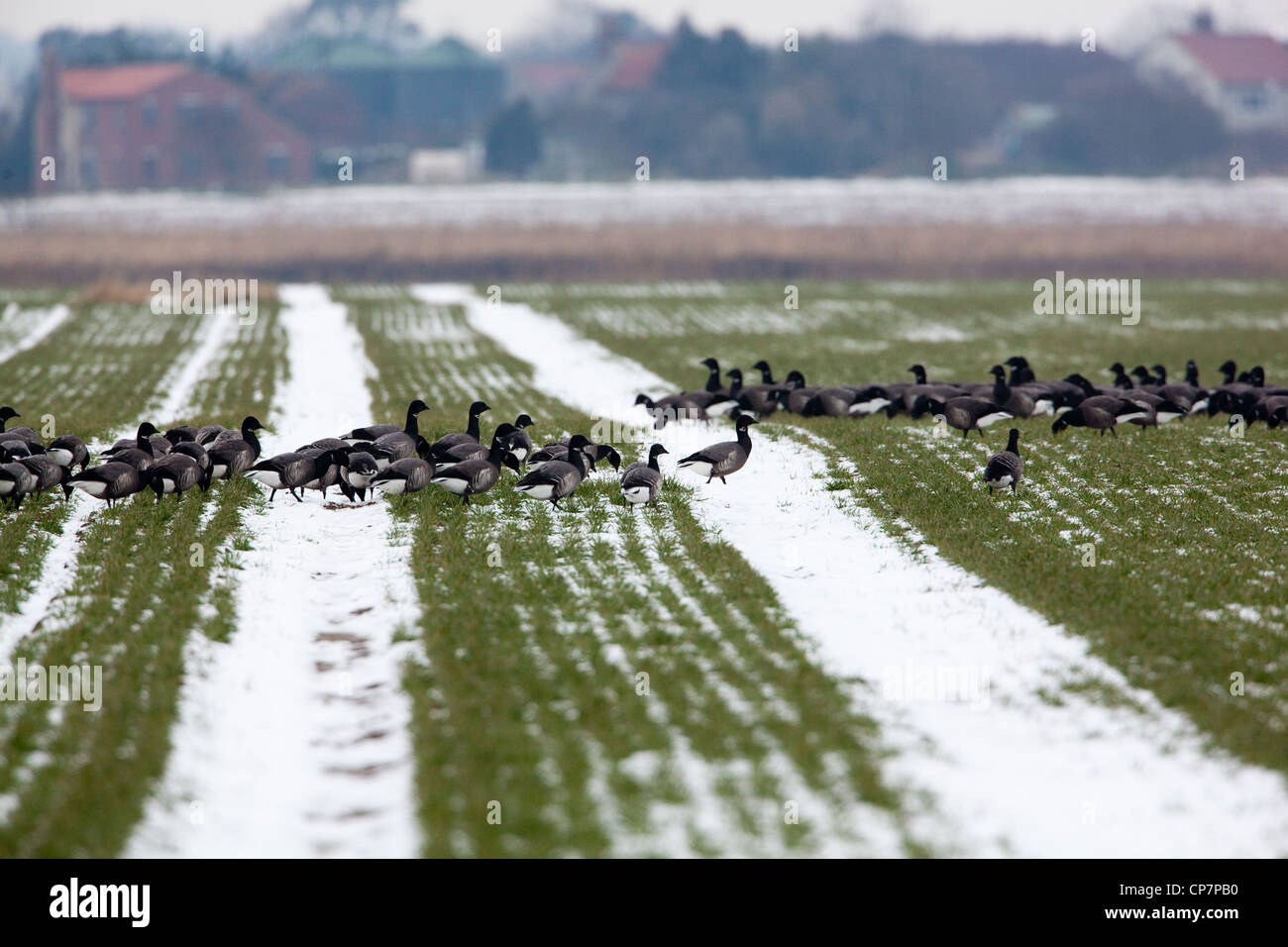 Russische oder dunkel-bellied Brent (Branta Bernicla Bernicla). Überwinternde Herde. Fütterung im Winter ausgesät Getreide Feld nach Schnee Stockfoto