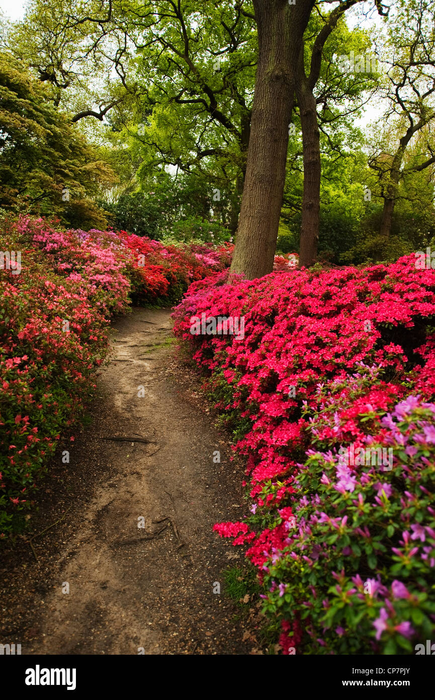 Rote azaleen im park Fotos und Bildmaterial in hoher Auflösung Alamy