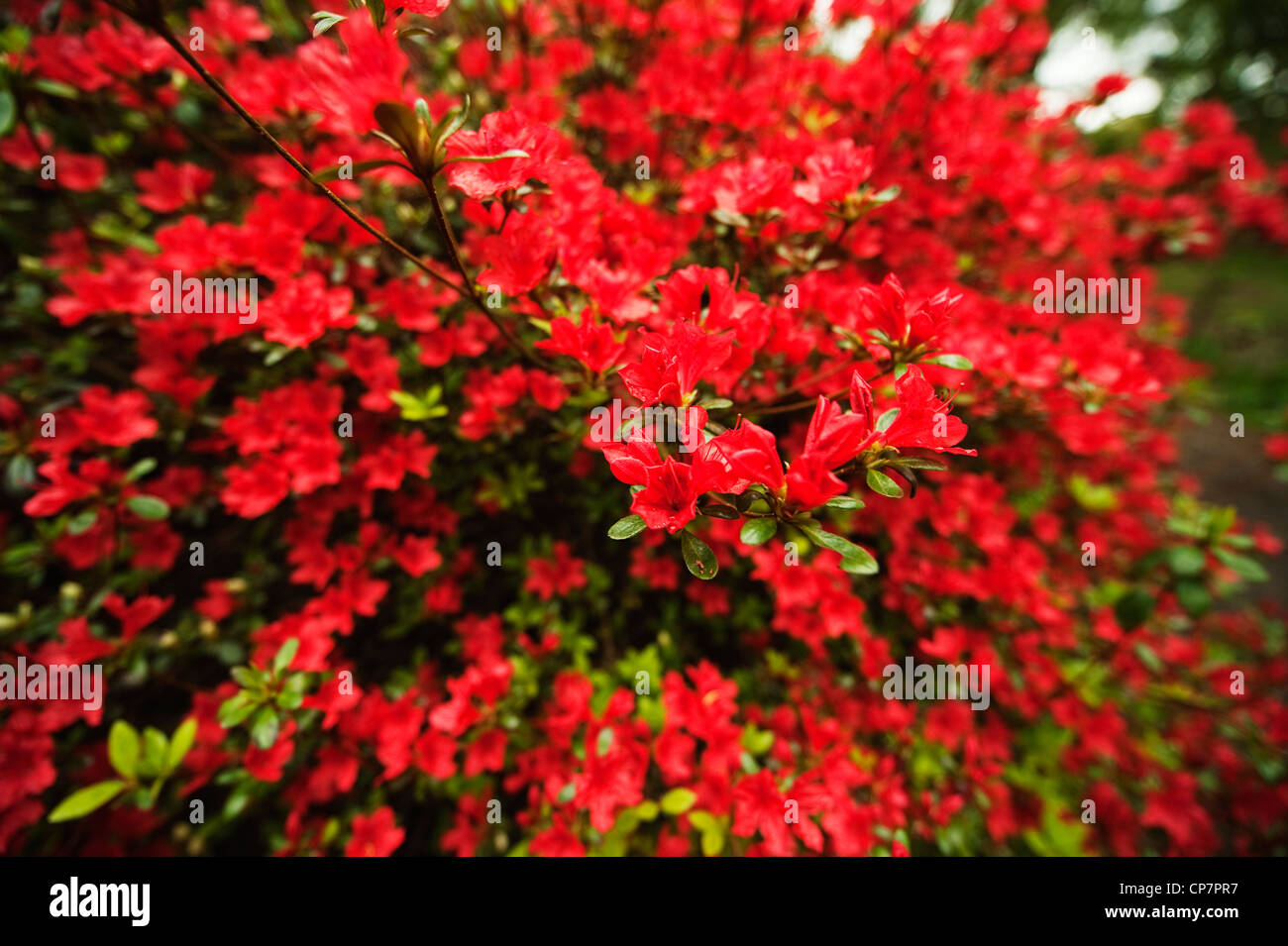 Rote azaleen im park Fotos und Bildmaterial in hoher Auflösung Alamy