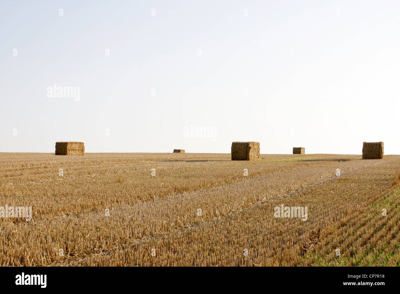 Strohballen auf einem Feld Stockfoto