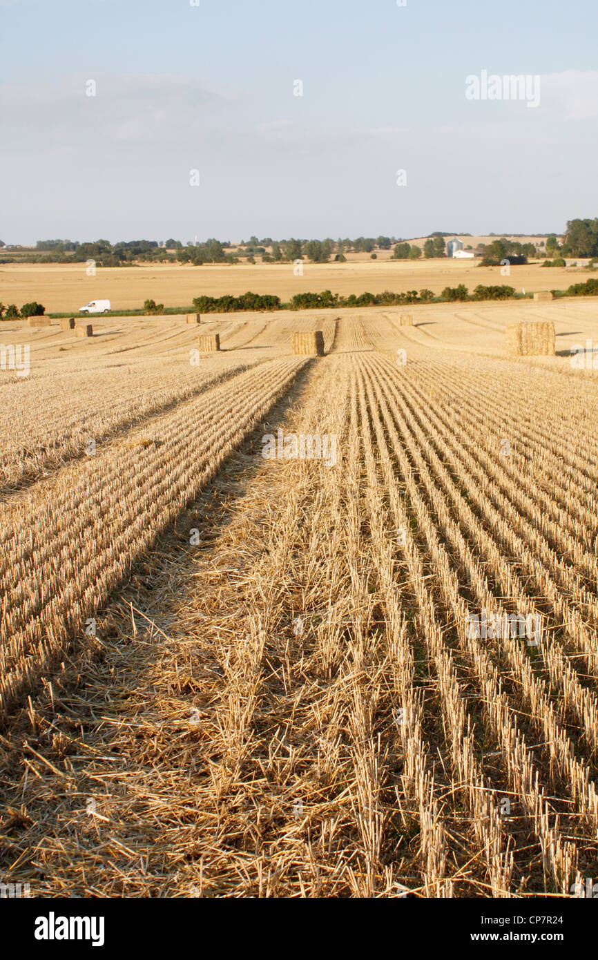 Strohballen auf einem Feld Stockfoto