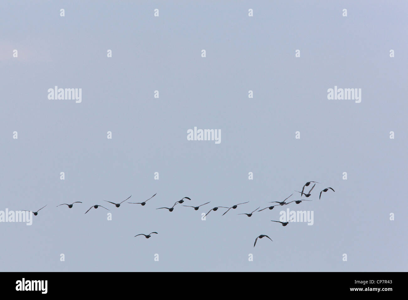 Russisch oder dunkel-bellied Brent (Branta bernicla b). Strang ins Land kommen. Stockfoto