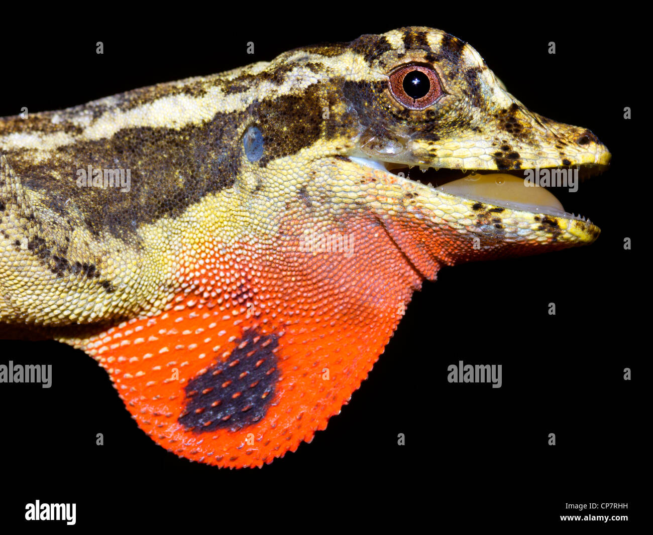 Lyra Anole (Anolis Lyra), männliche mit Wamme in westlichen Ecuador Stockfoto