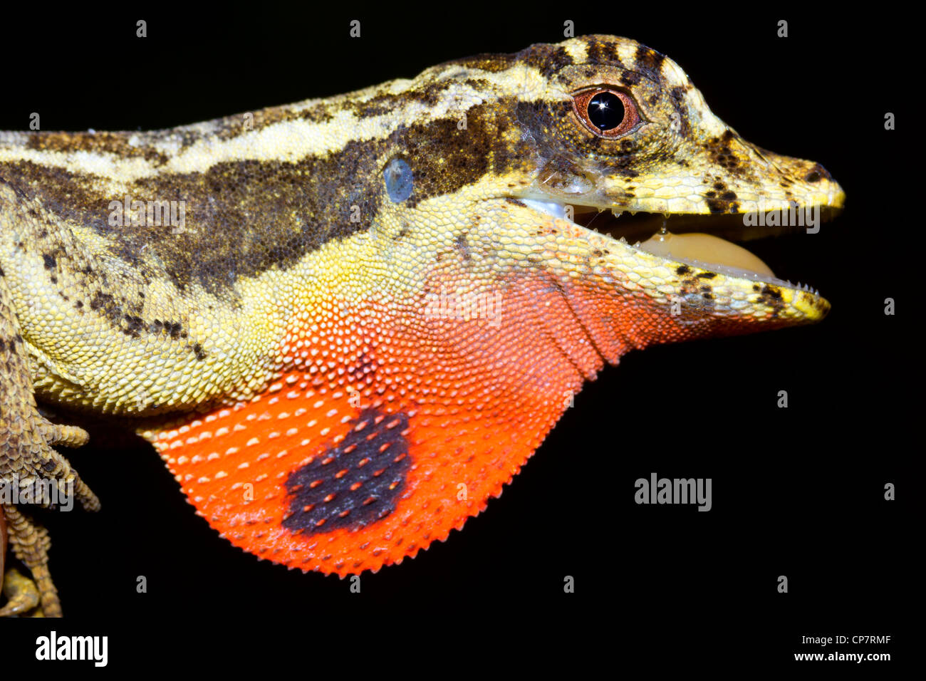 Lyra Anole (Anolis Lyra), männliche mit Wamme in westlichen Ecuador Stockfoto