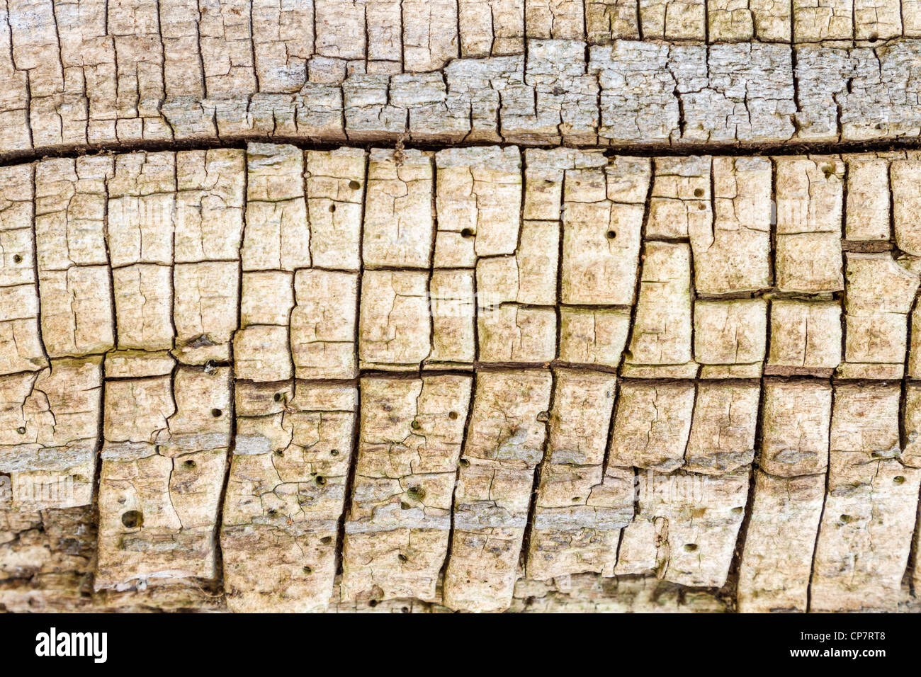 Alter Baum durch Borkenkäfer zerstört Stockfoto