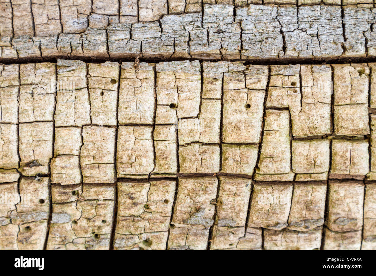 Nahaufnahme eines alten Baumes gegessen durch Käfer Stockfoto