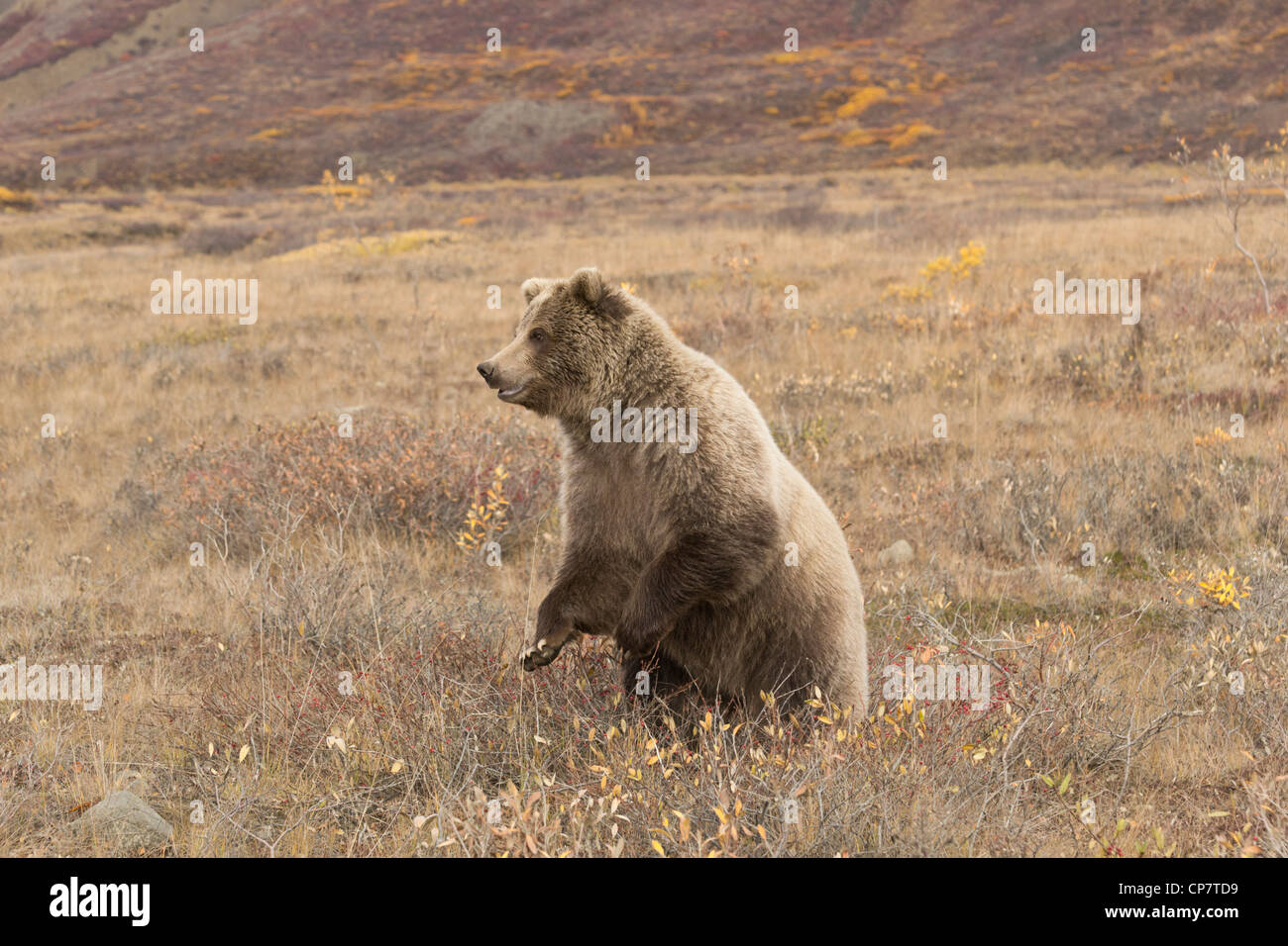Grizzlybär (Ursus Arctos) setzt sich für eine bessere Sicht auf die umliegenden Tundra Denali Nationalpark, Alaska Stockfoto