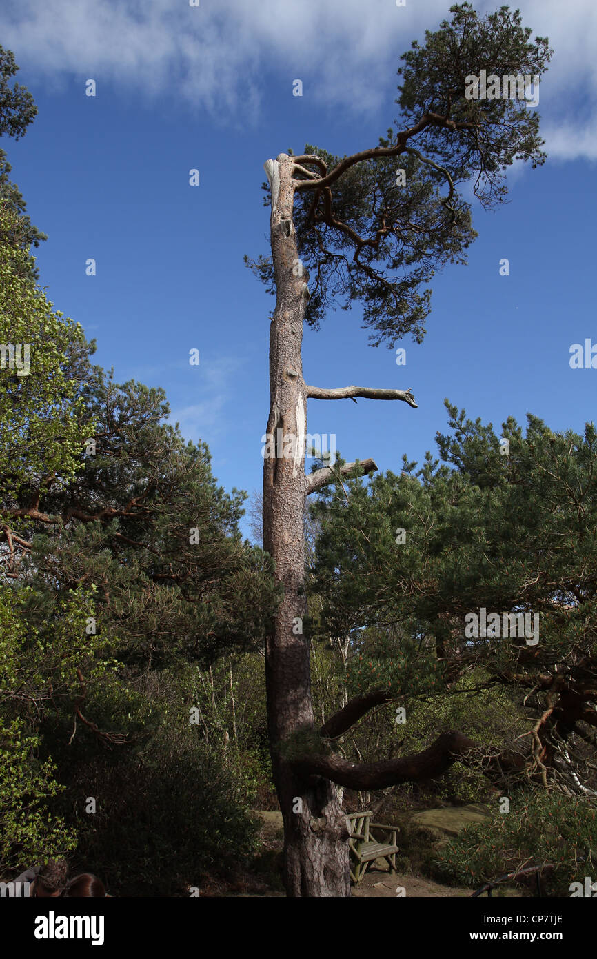 Einziger Überlebender, steht fast leblos Baum stark gegen die Elemente Stockfoto
