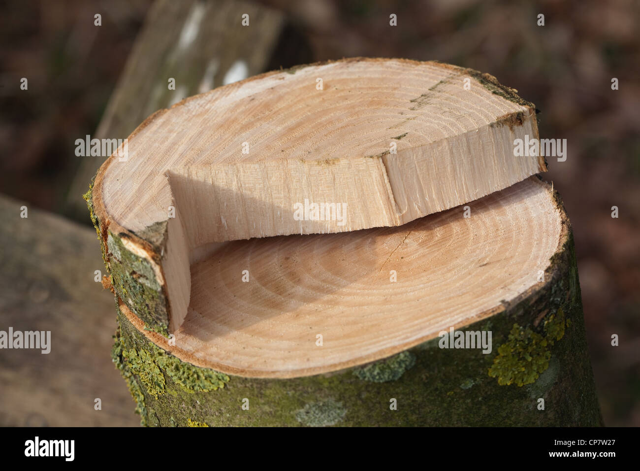 Esche (Fraxinus Excelsior). Gesägte Querschnitt kürzlich gefällte junger Baum. Hinweis Jahresringe; 15? Stockfoto