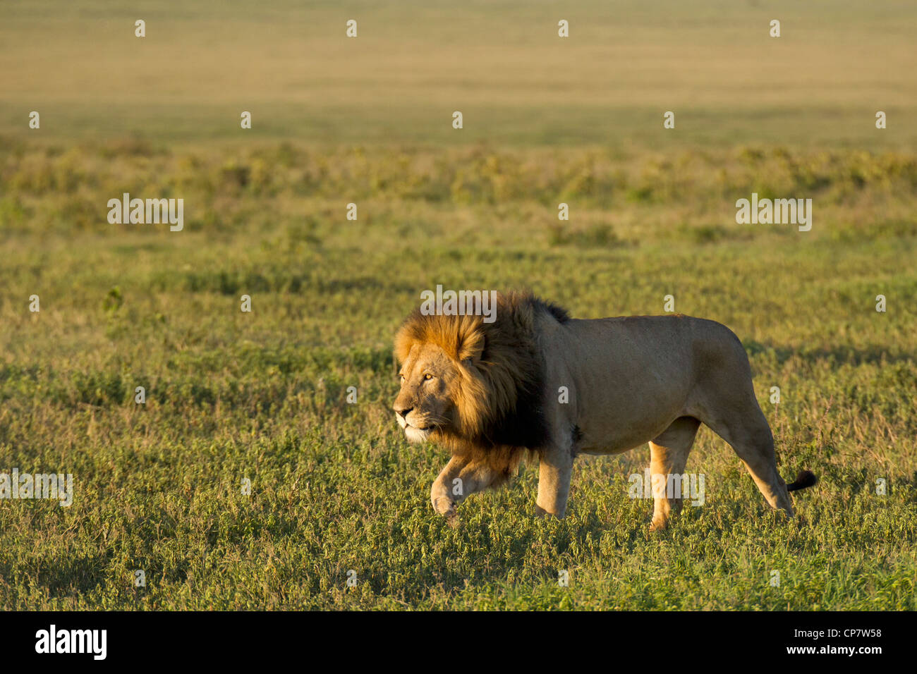 Männlicher Löwe in der Ngorongoro Krater, Tansania Stockfoto