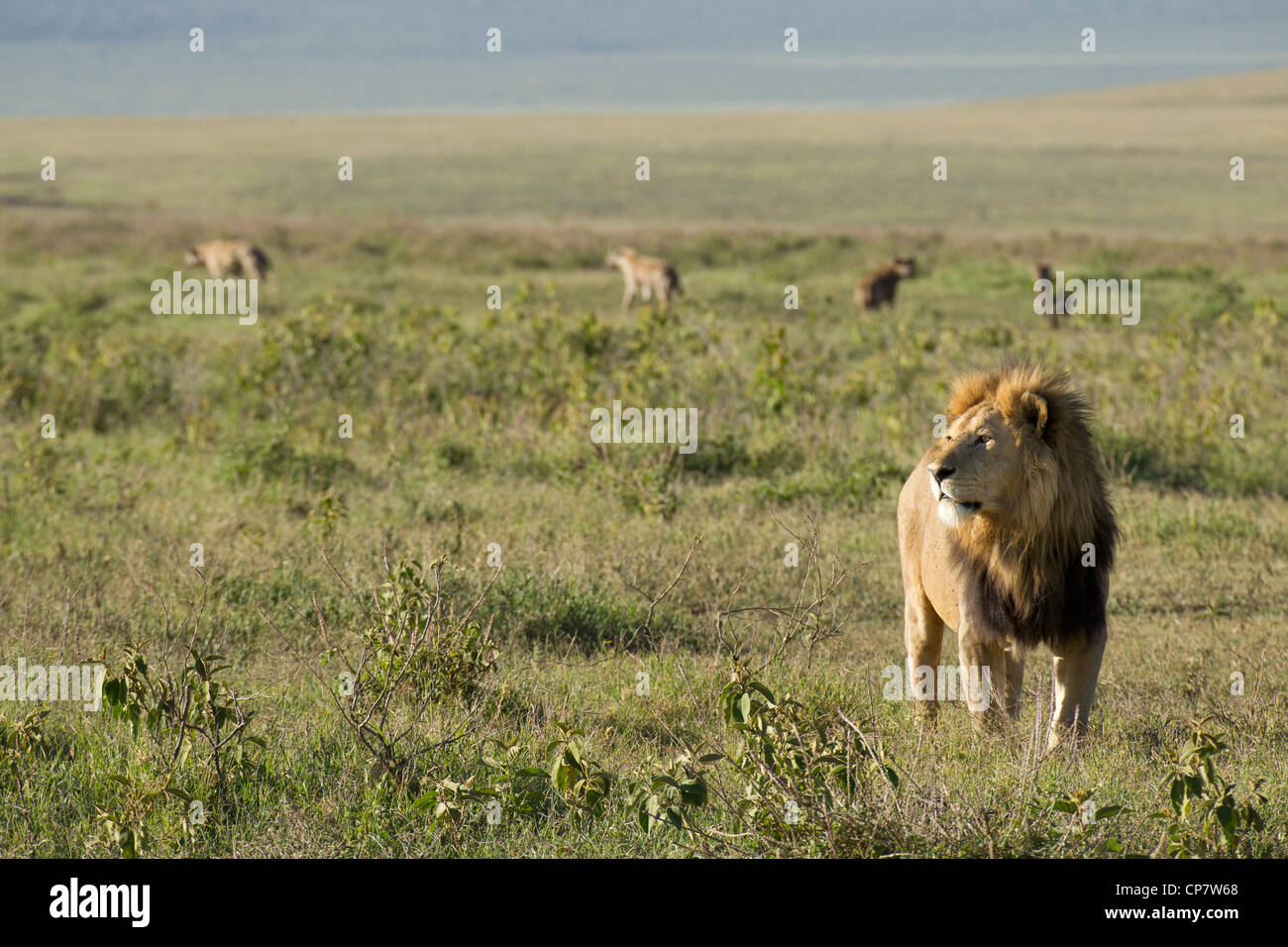 Männlicher Löwe in der Ngorongoro Krater, Tansania Stockfoto
