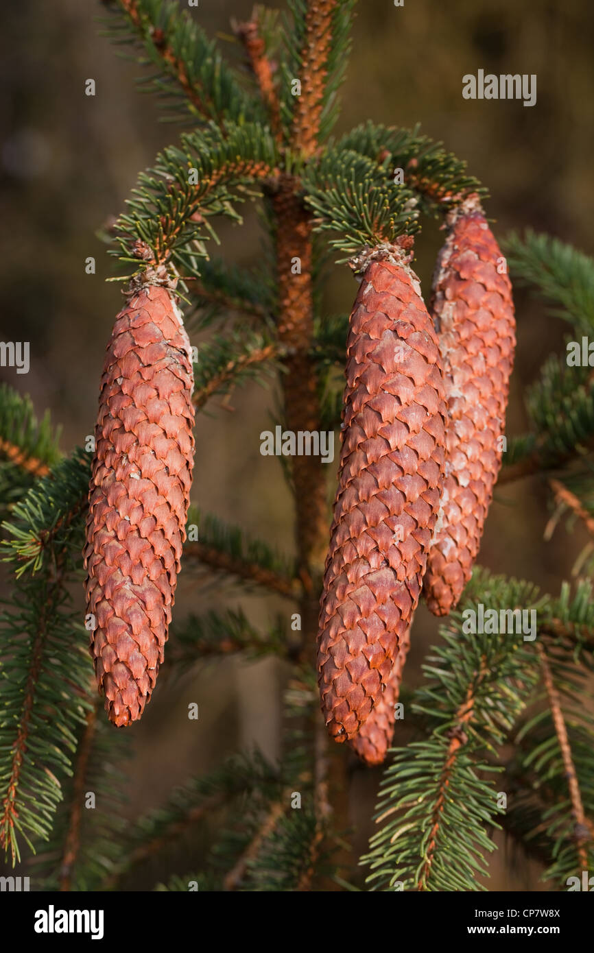 Gemeine Fichte (Picea Abies). Zapfen. Saatgut-Lager. Nadeln. Stockfoto