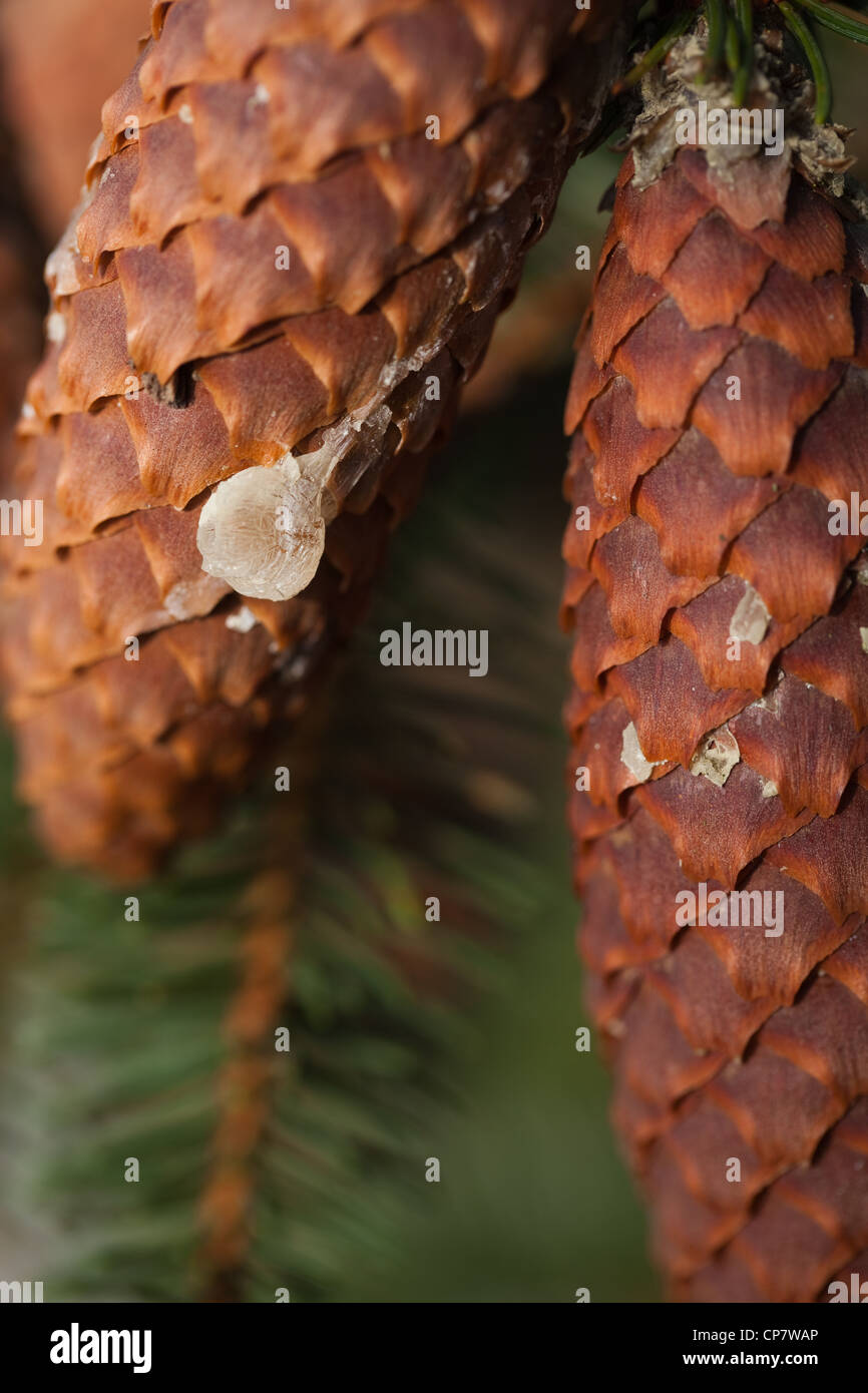 Die Fichte (Picea abies). Kegel mit trockenen Harz, die von einer Verletzung auf. Saatgut Lager. Nadeln. Stockfoto