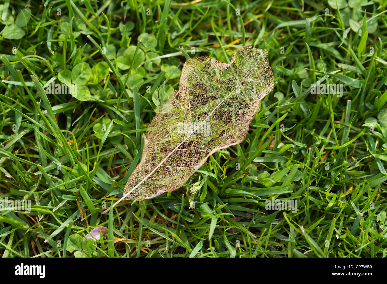 Gelbes Blatt Vene auf Rasen Stockfoto