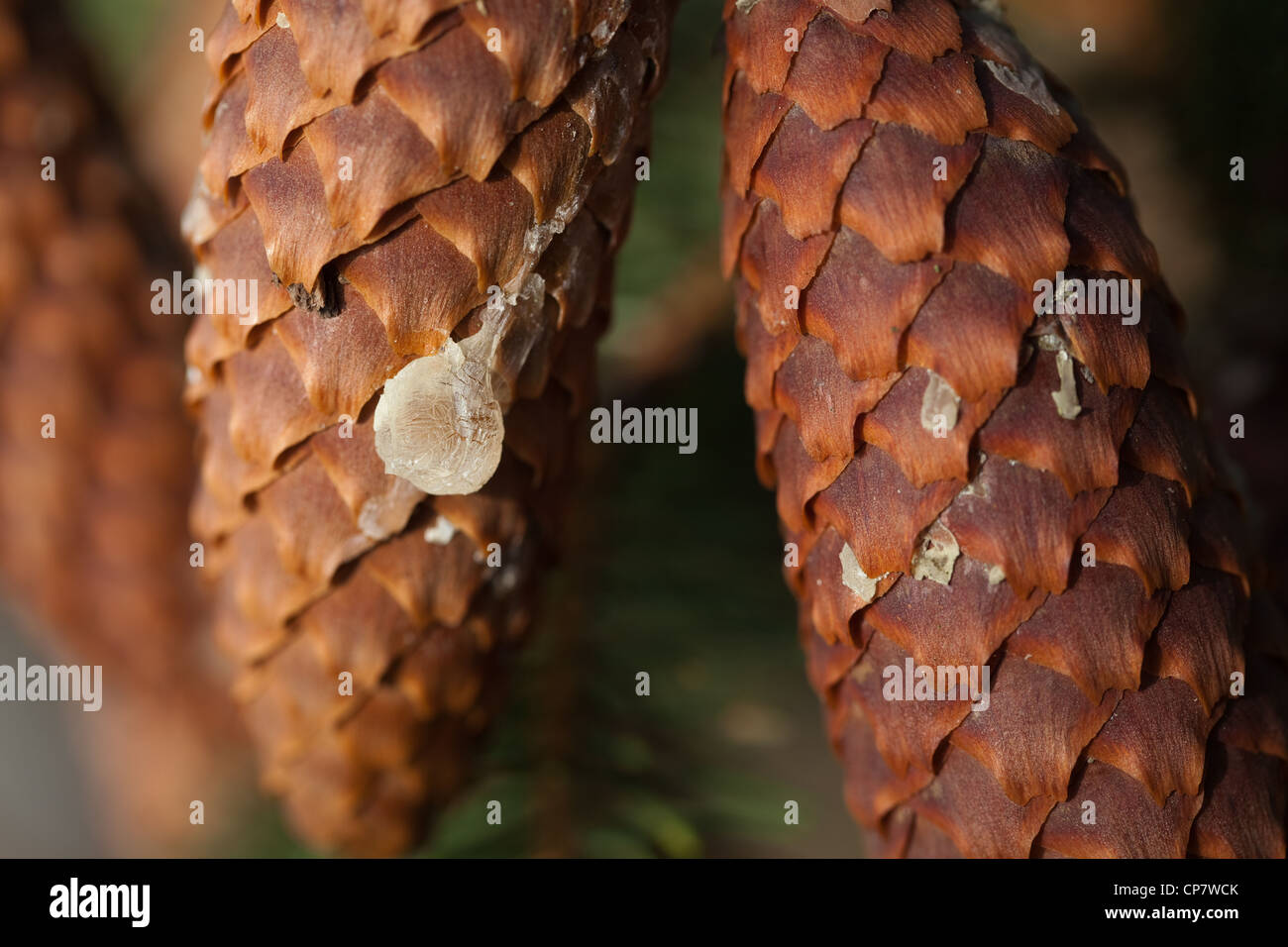 Gemeine Fichte (Picea Abies). Kegel mit trockenen Harz, die sich aus einer Verletzung. Stockfoto