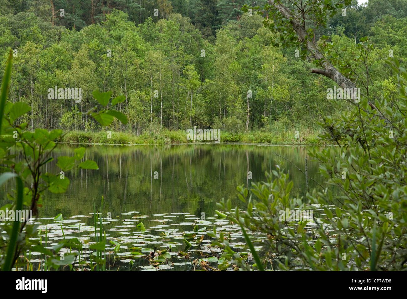 See der seerosen Fotos und Bildmaterial in hoher Auflösung Alamy