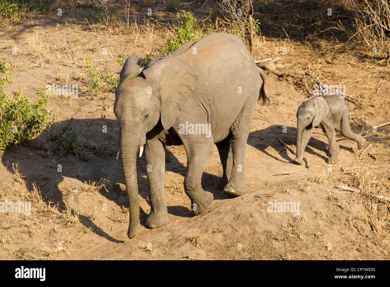 Afrikanischer Elefant weiblich (Loxodonta Africana) mit Baby, Kruger Park, Südafrika Stockfoto
