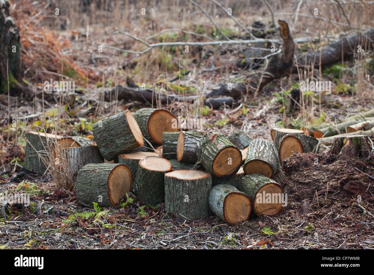 Eiche (Quercus robur). Protokolle von vor kurzem gefällten Baumes. Stockfoto