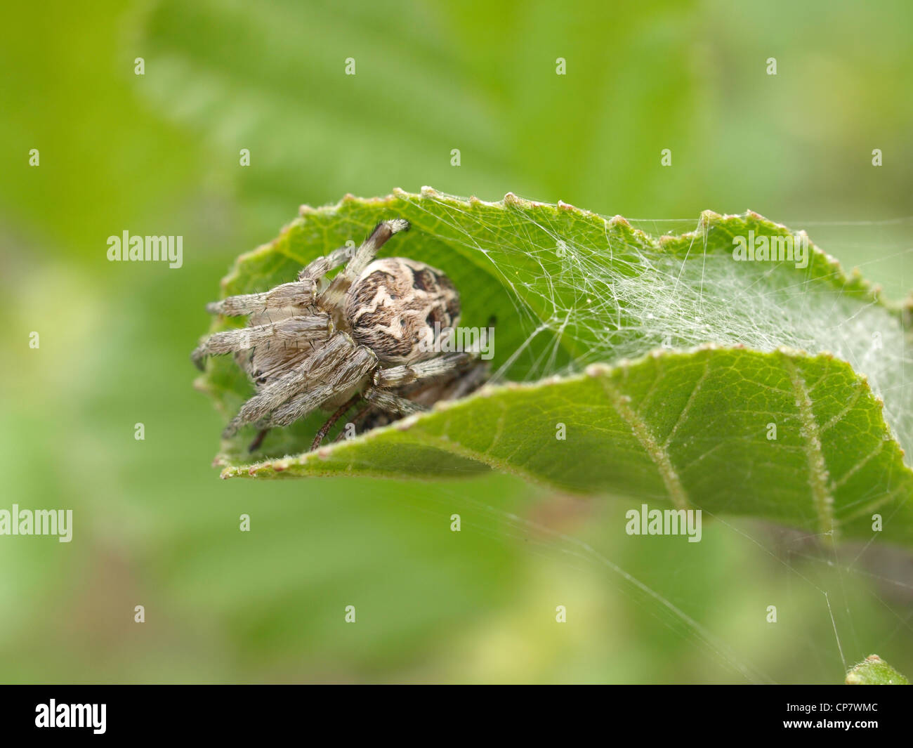 Eiche Spinne / Aculepeira Ceropegia / Eichblatt-Radnetzspinne Stockfoto