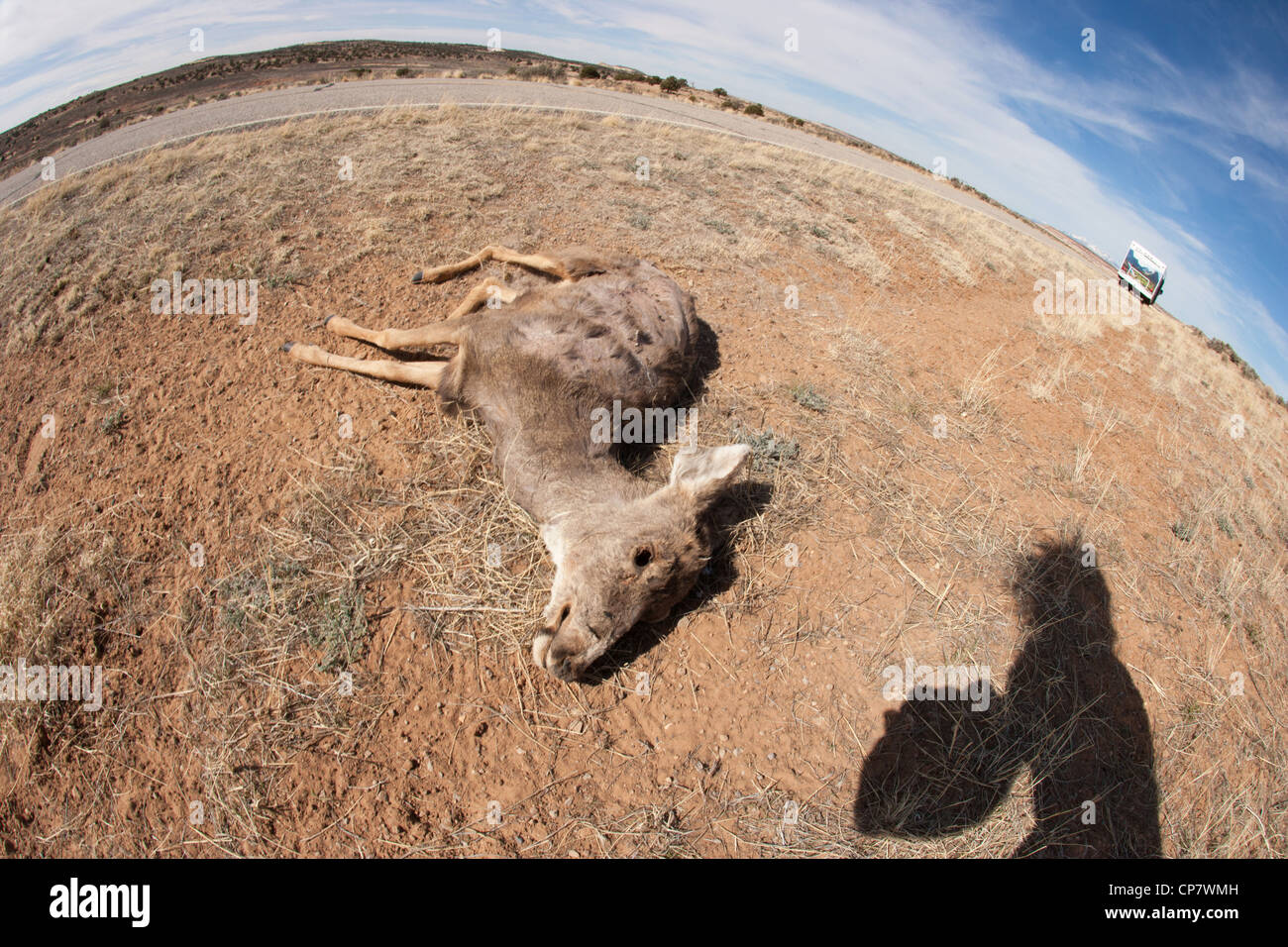 totes Reh mitten in der Wüste von Utah, Fisch Auge Objektiv. Stockfoto