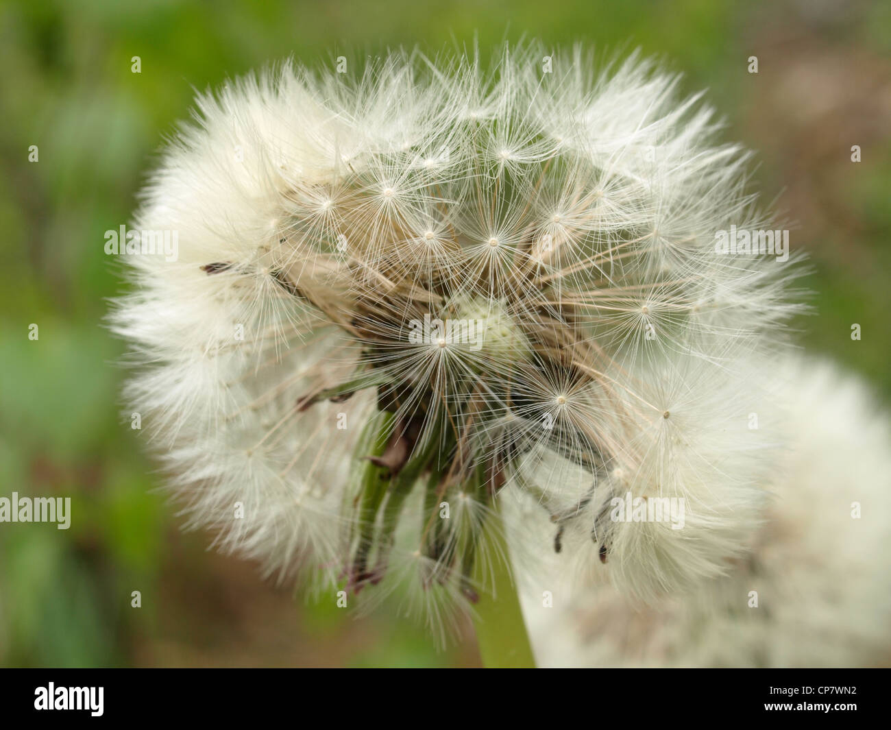 Gemeinsamen Löwenzahn / Taraxacum Sect. Ruderalia / dort Löwenzahn Stockfoto