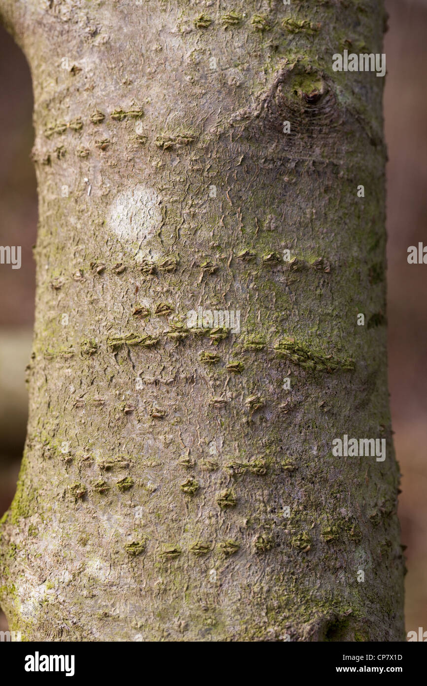 Stechpalme (Ilex Aquifolium). Stamm mit umlaufenden geheilt Narben der  Buntspecht Rechnung. (Groe Debdrocorpus Stockfotografie - Alamy