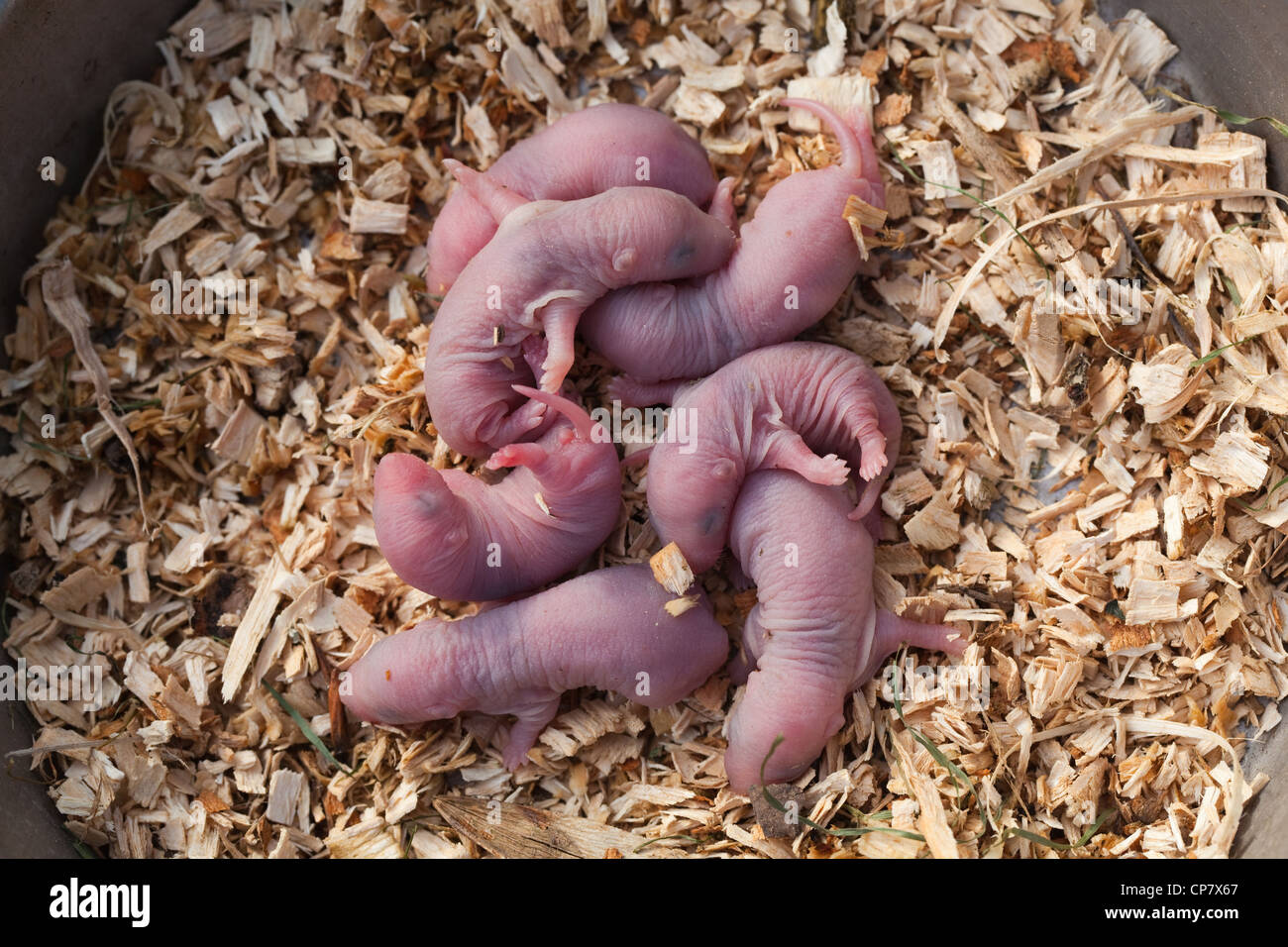 Braune Ratten (Rattus norvegicus). Stunden alt Geschwister Welpen oder Babys. Stockfoto