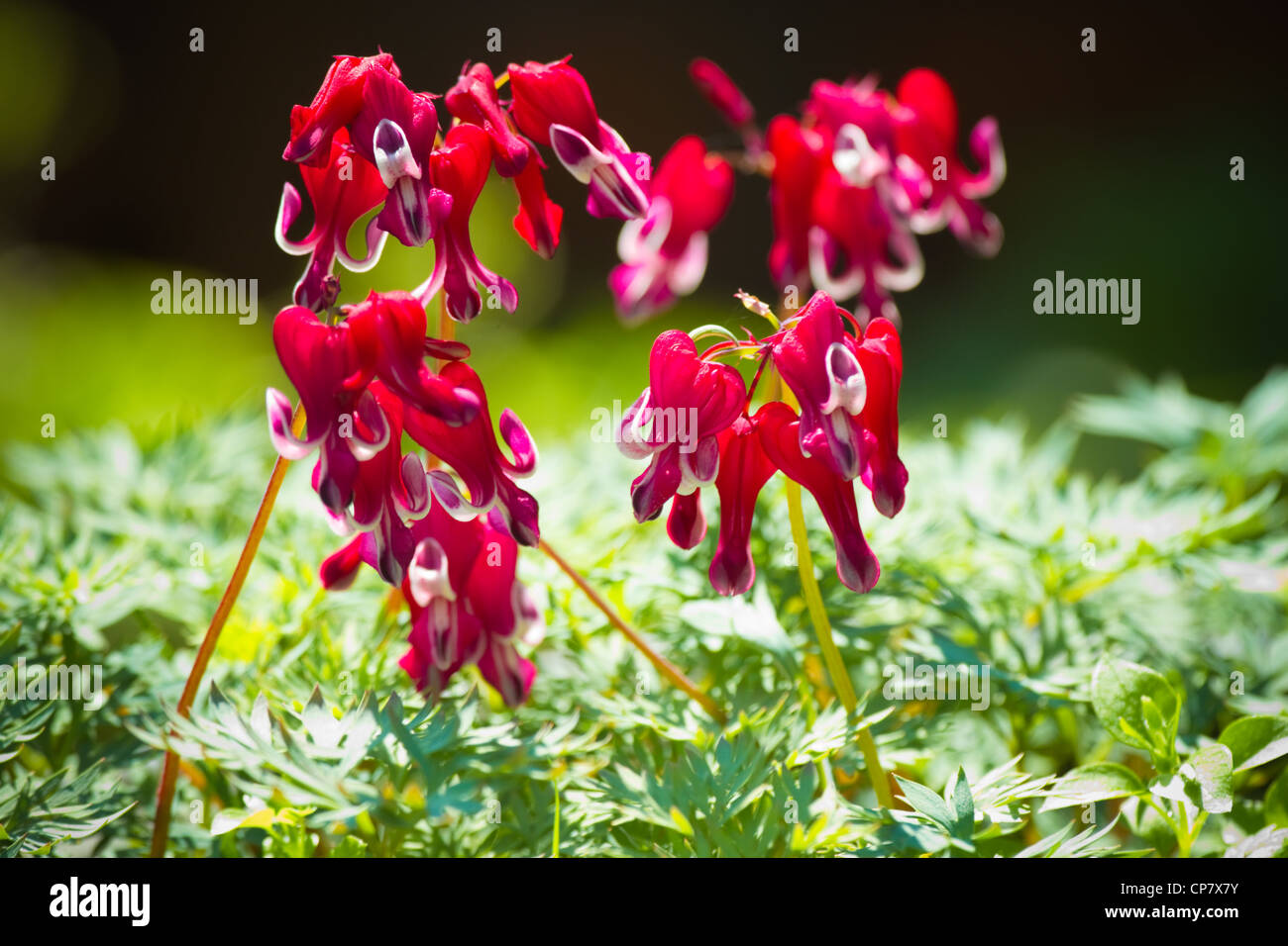 Westlichen Herzblume oder Dicentra Formosa var brennende Herz Blumen in rot und weiß blühen im Frühling - horizontal Stockfoto