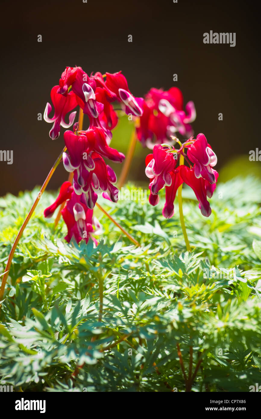 Westlichen Herzblume oder Dicentra Formosa var brennende Herz Blumen in rot und weiß blühen im Frühling - vertikal Stockfoto