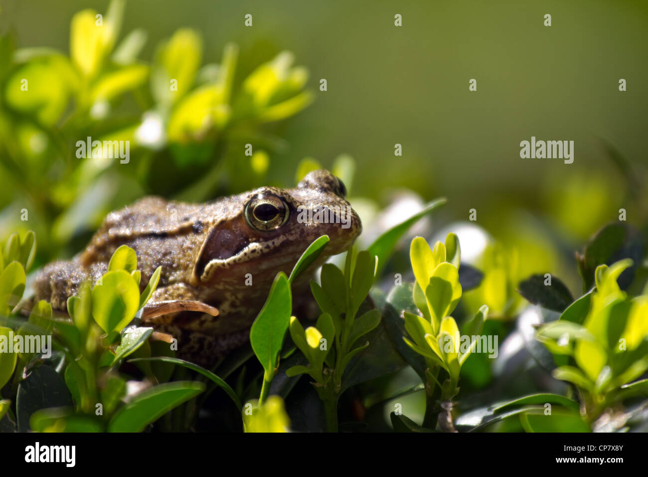 Grasfrosch im Buxus Busch Jagd nach Insekten Stockfoto