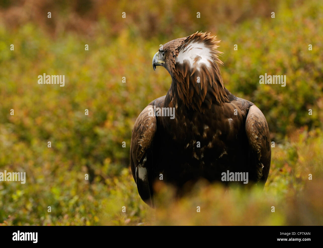 Steinadler in der Mitte Herbst farbige Vegetation Angeberei sein stolz oder Wut durch das Aufstellen von der Krone der Federn Stockfoto