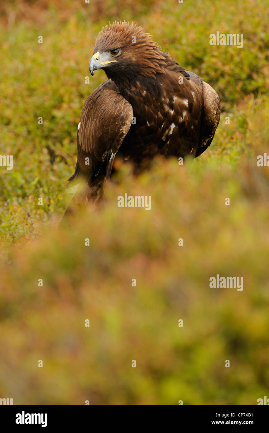 Steinadler in der Mitte Herbst farbige Vegetation Angeberei sein stolz oder Wut durch das Aufstellen von der Krone der Federn Stockfoto