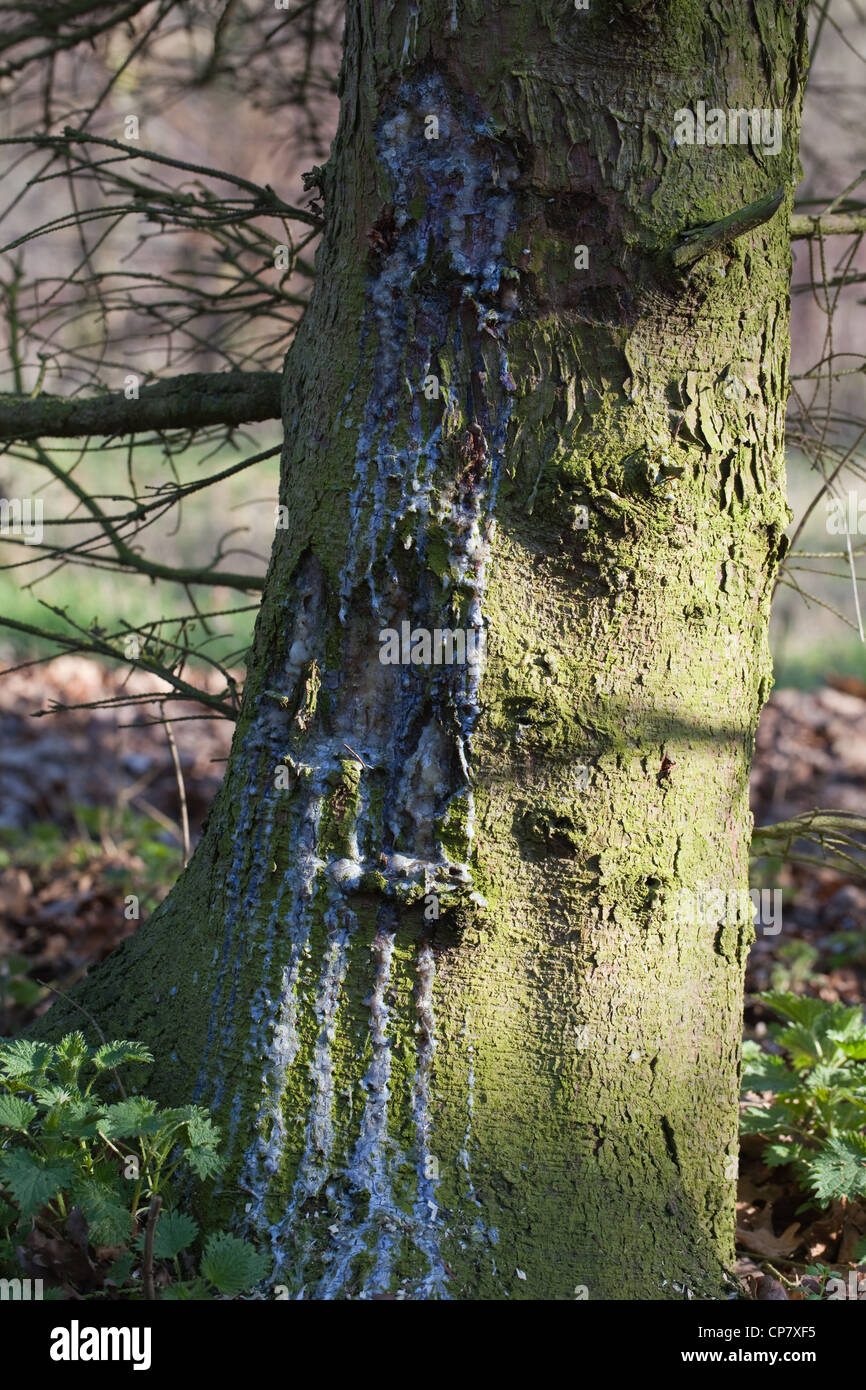 Gemeine Fichte (Picea Abies). Stamm mit Harz, die sich aus einer Verletzung. Stockfoto