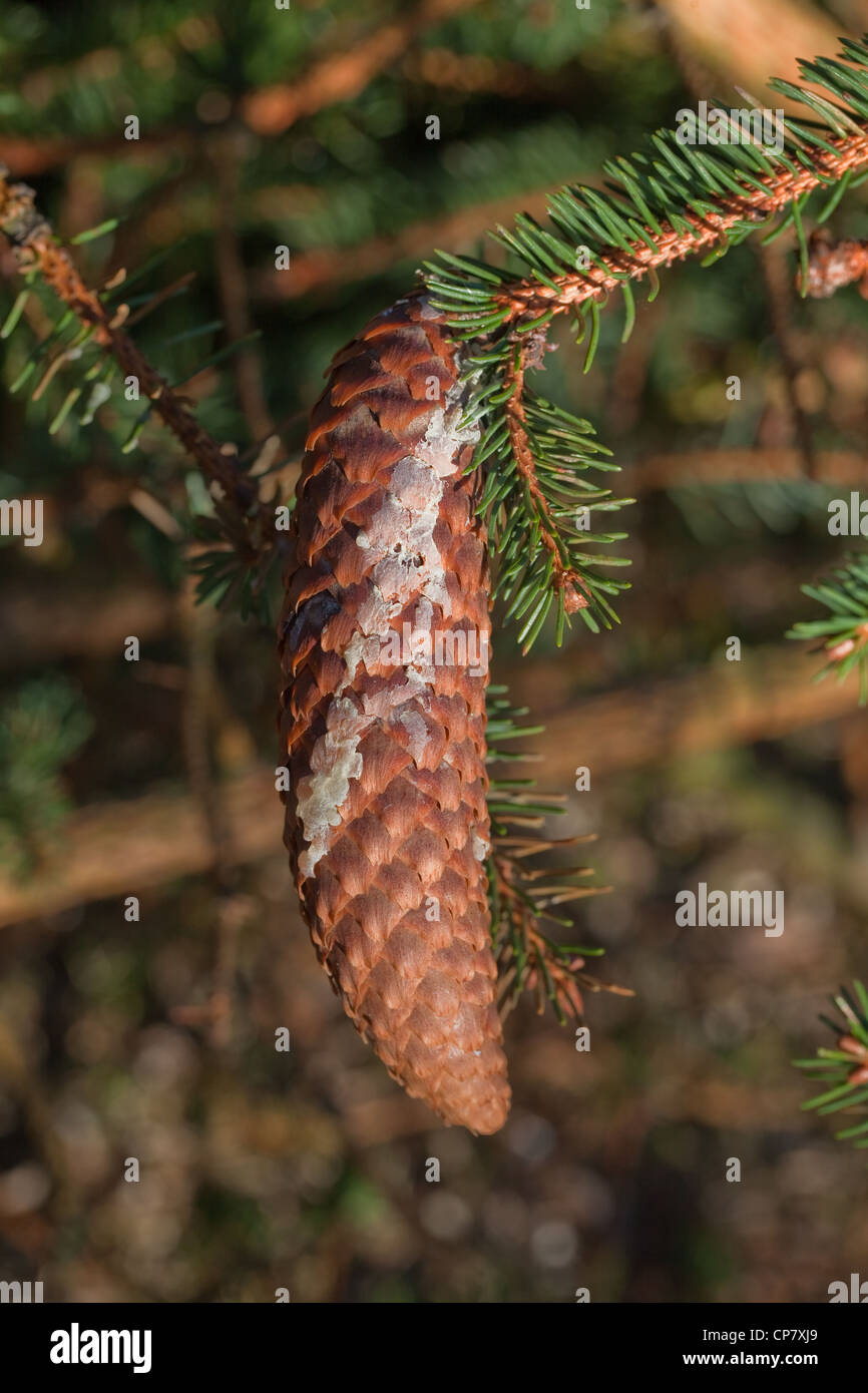 Die Fichte (Picea abies). Kegel mit trockenen Harz, die von einer Verletzung auf. Saatgut Lager. Nadeln. Stockfoto