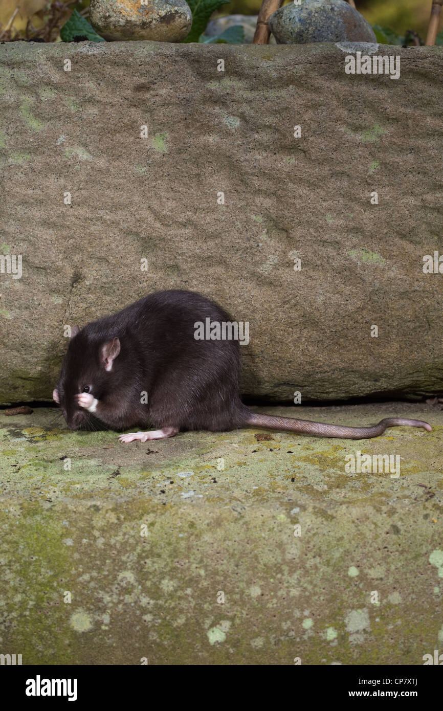 Braune Ratte (Rattus Norvegicus). "Schwarzen" oder melanistische Form. Waschen Sie Gesicht. Stockfoto