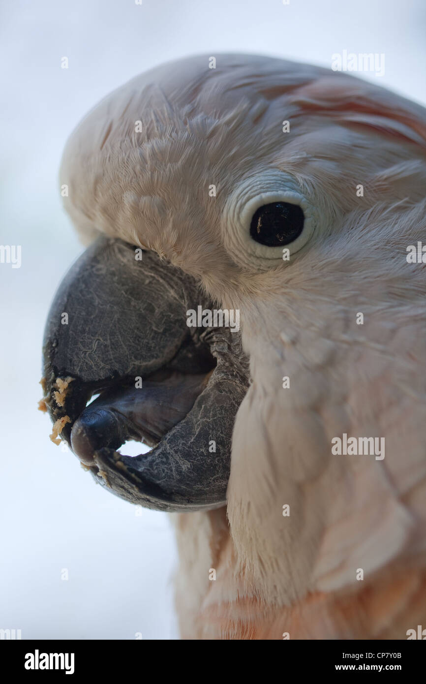 Molukken oder Lachs-crested Kakadu (Cacatua Moluccensis). Vom Aussterben bedrohte Arten. Zunge auf Probe und Geschmack Essen-Element verwenden. Stockfoto