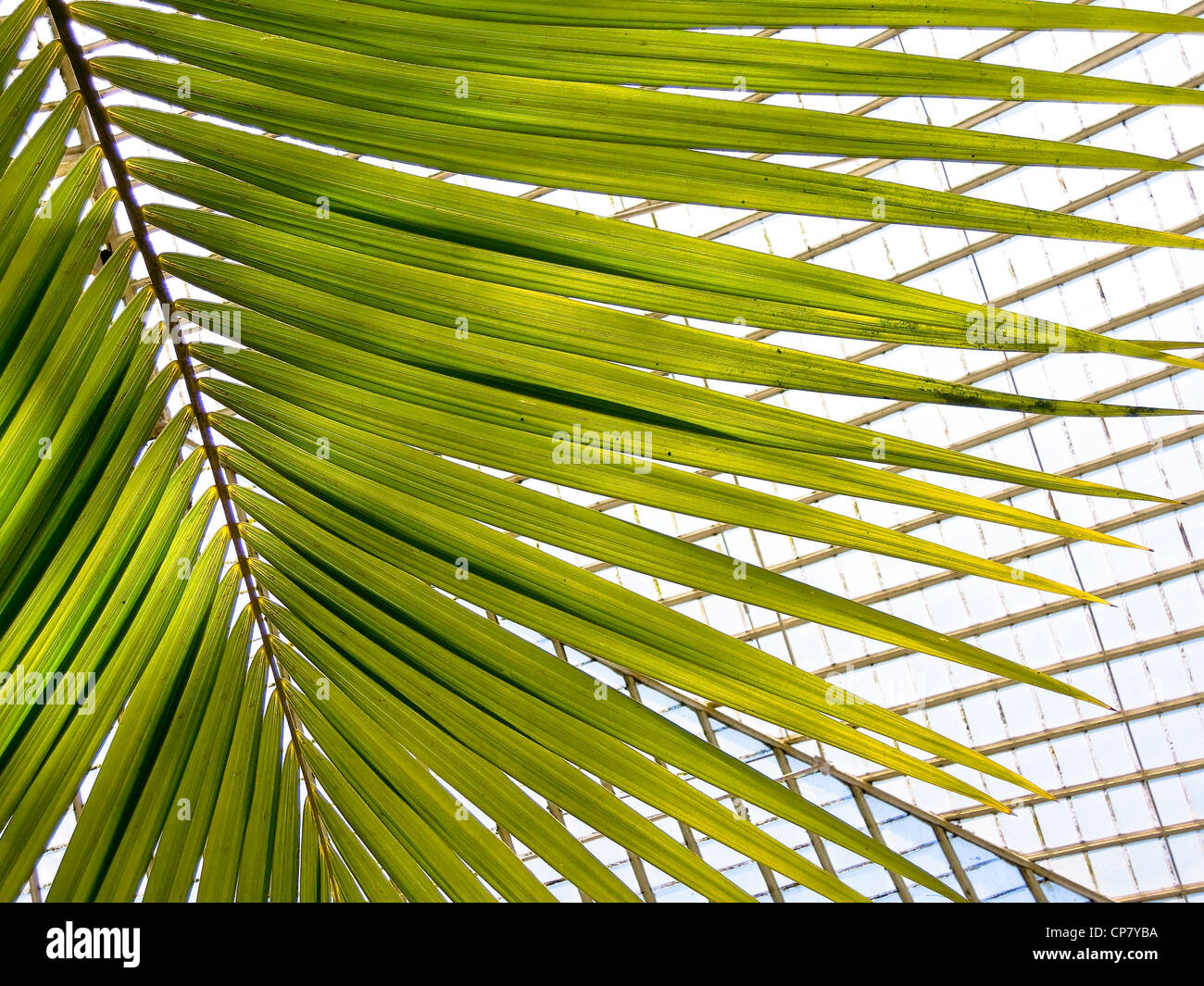 Eine Stroh-Palme wächst hoch in einem Glaspavillon. Stockfoto