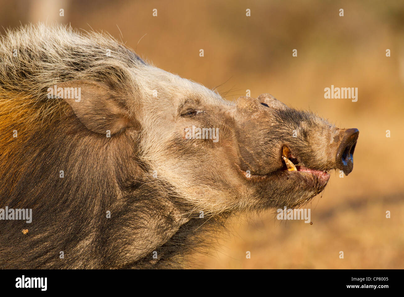 Buschschwein (Potamochoerus Larvatus) zeigt die scharfe und gefährliche unteren Zähne, Südafrika Stockfoto