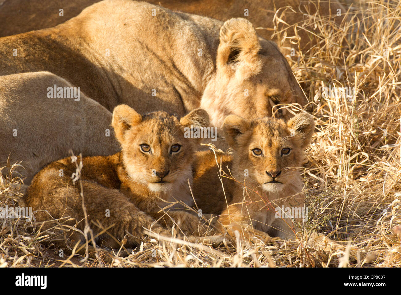 Zwei Löwenbabys (Panthera Leo) in Südafrika Stockfoto Zwei Löwenbabys (Panthera Leo) in Südafrika Stockfoto