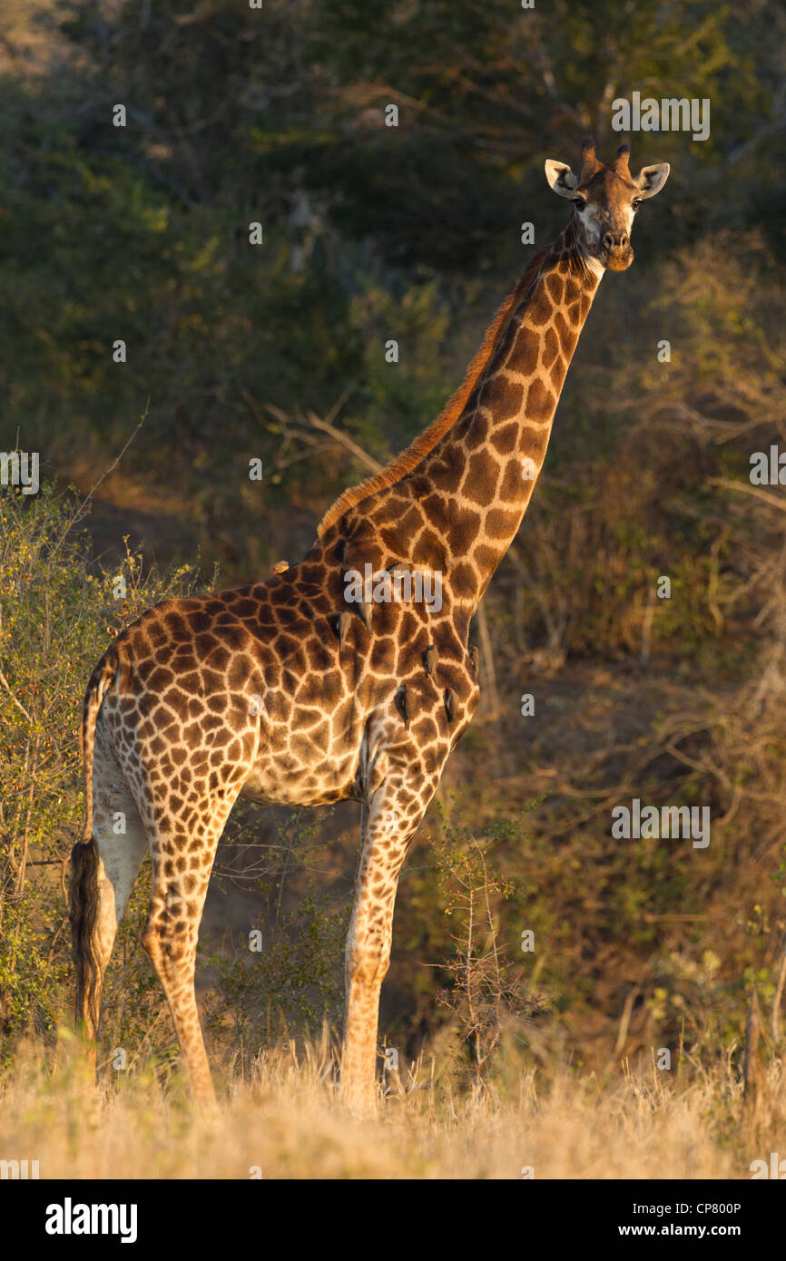 Südlichen Giraffe (Giraffa Plancius) im südafrikanischen Krüger-Park Stockfoto