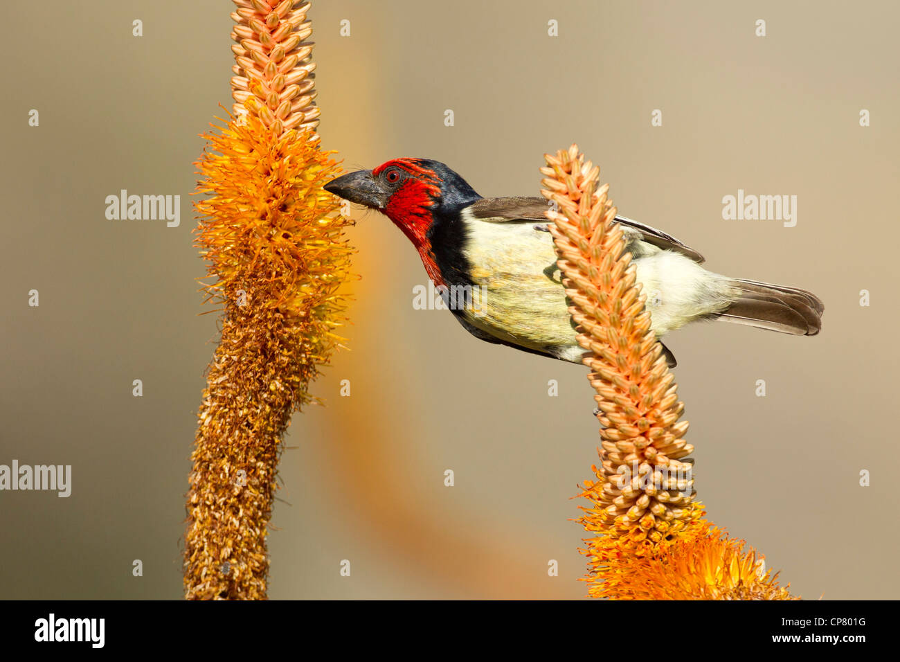 Schwarz Collared Barbet (Lybius Manlius) ernähren sich von Nektar der Blumen Aloe, Kruger Park, Südafrika Stockfoto