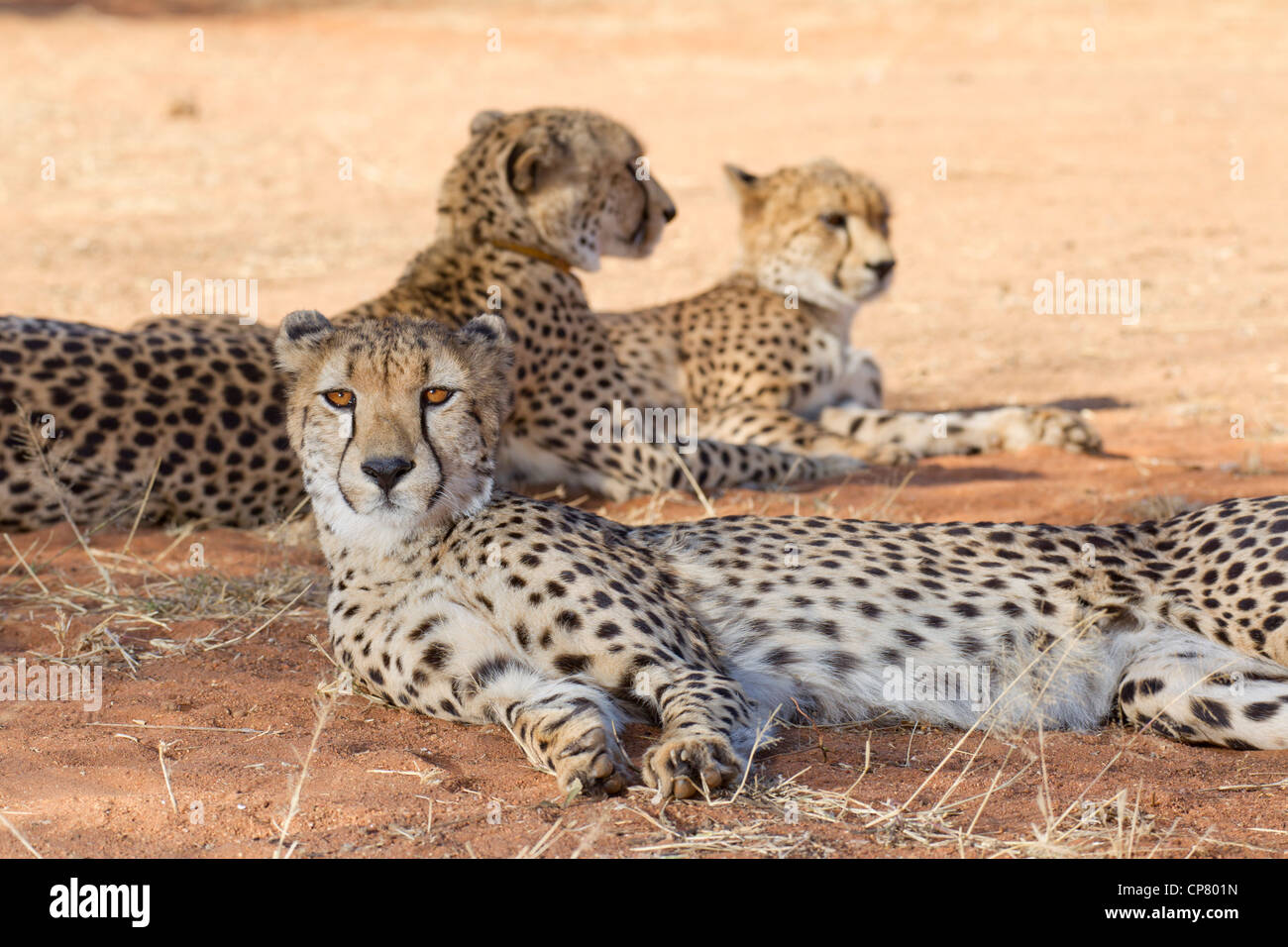 Gepard-Gruppe (Acinonyx Jubatus), Südafrika Stockfoto